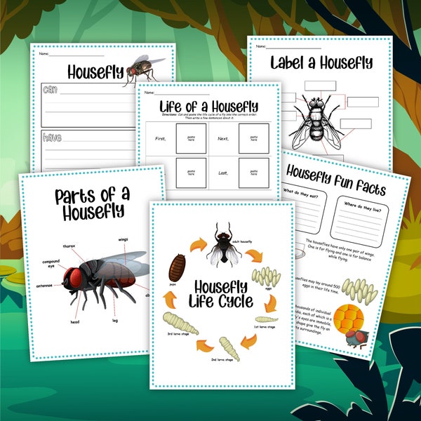 Housefly Life Cycle, instant download, STEM workbook, digital download, kid’s workbook, housefly lifecycle
