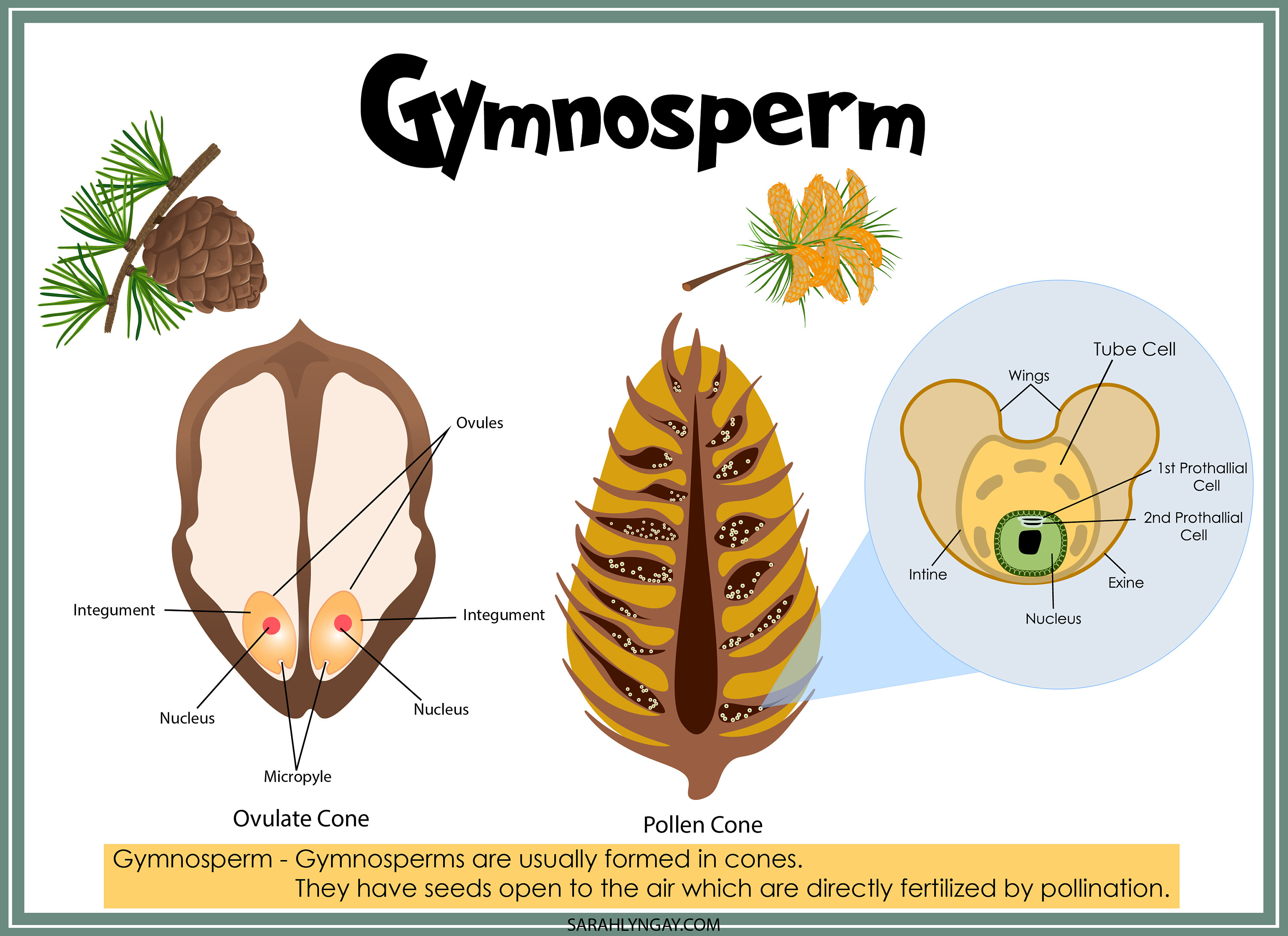 Angiosperm And Gymnosperm Worksheet Free Printable