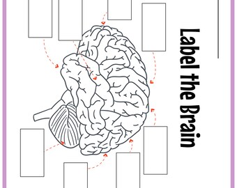 digital download kid’s workbook STEM workbook instant download The Human Brain Human Brain Activity Set