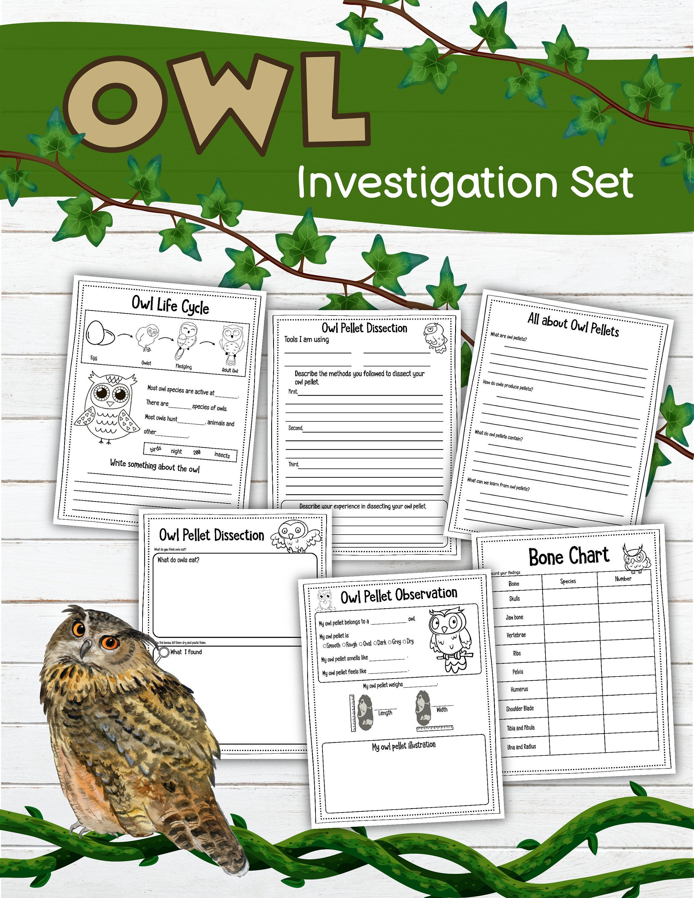 Owl Investigation Set Owl Pellets Digital Download - Etsy India