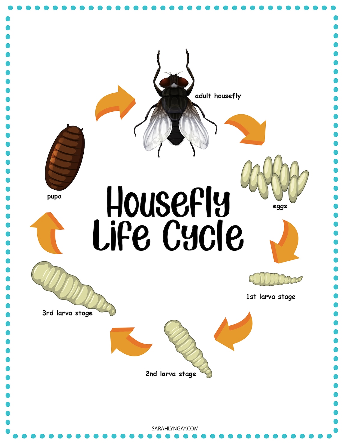 Housefly Life Cycle instant download STEM workbook digital - Etsy.de