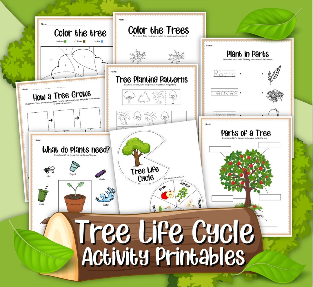 Life Cycle Of Trees Worksheet Tree Life Oak Cycle Simple For