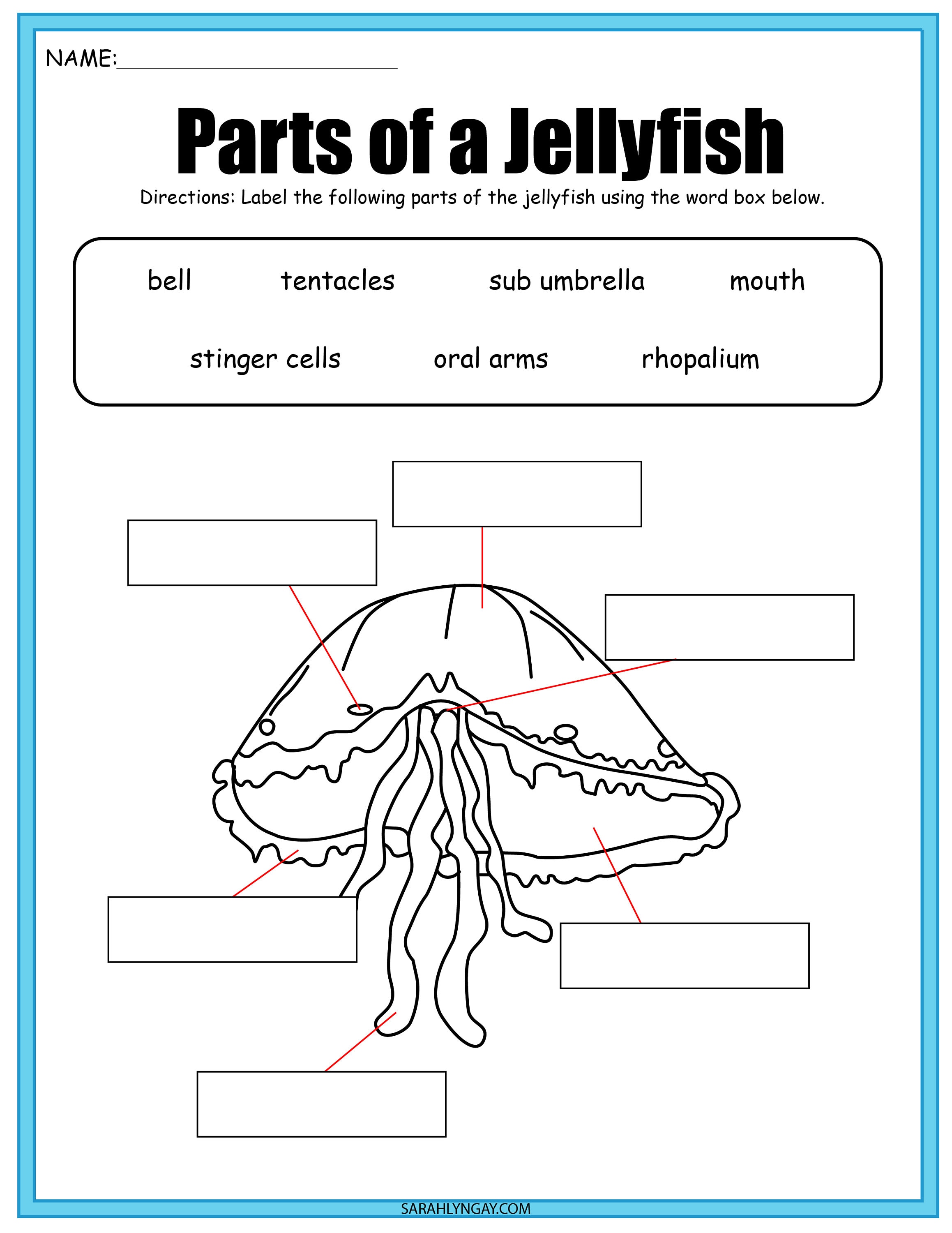 Jellyfish Life Cycle instant download STEM workbook digital Etsy