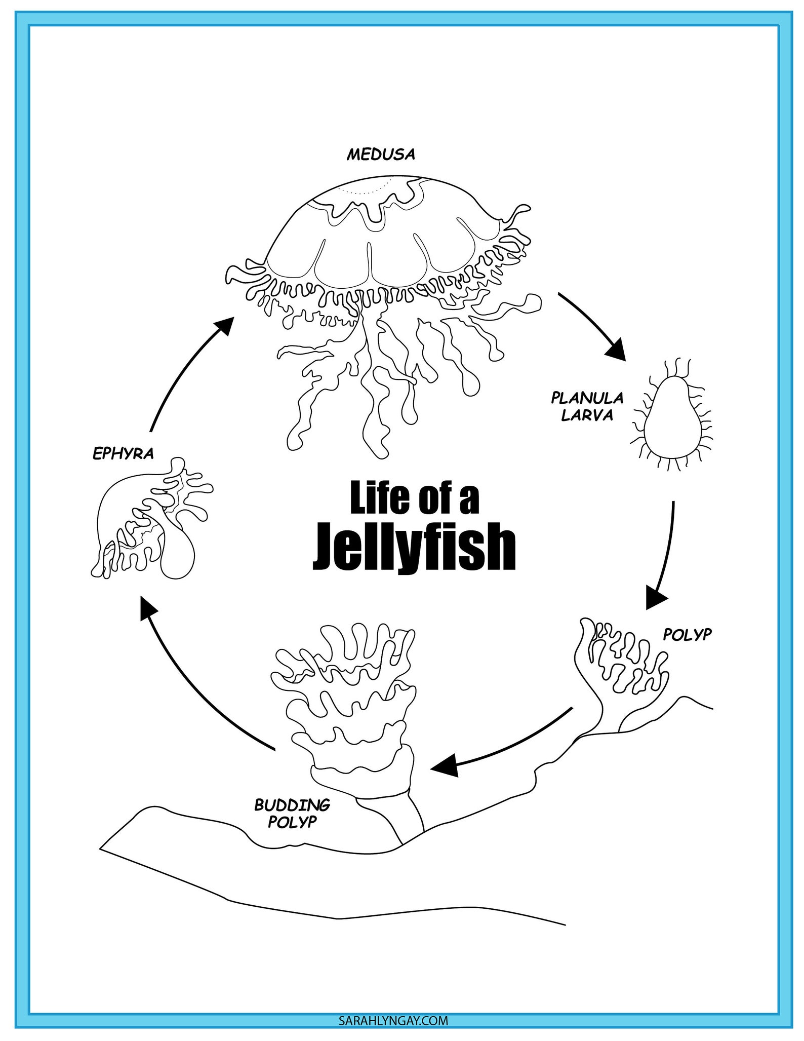 Jellyfish Life Cycle instant download STEM workbook digital Etsy