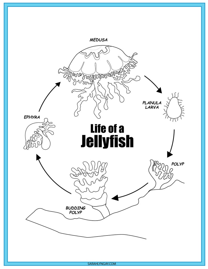 Jellyfish Life Cycle, Instant Download STEM Workbook, Digital Download ...