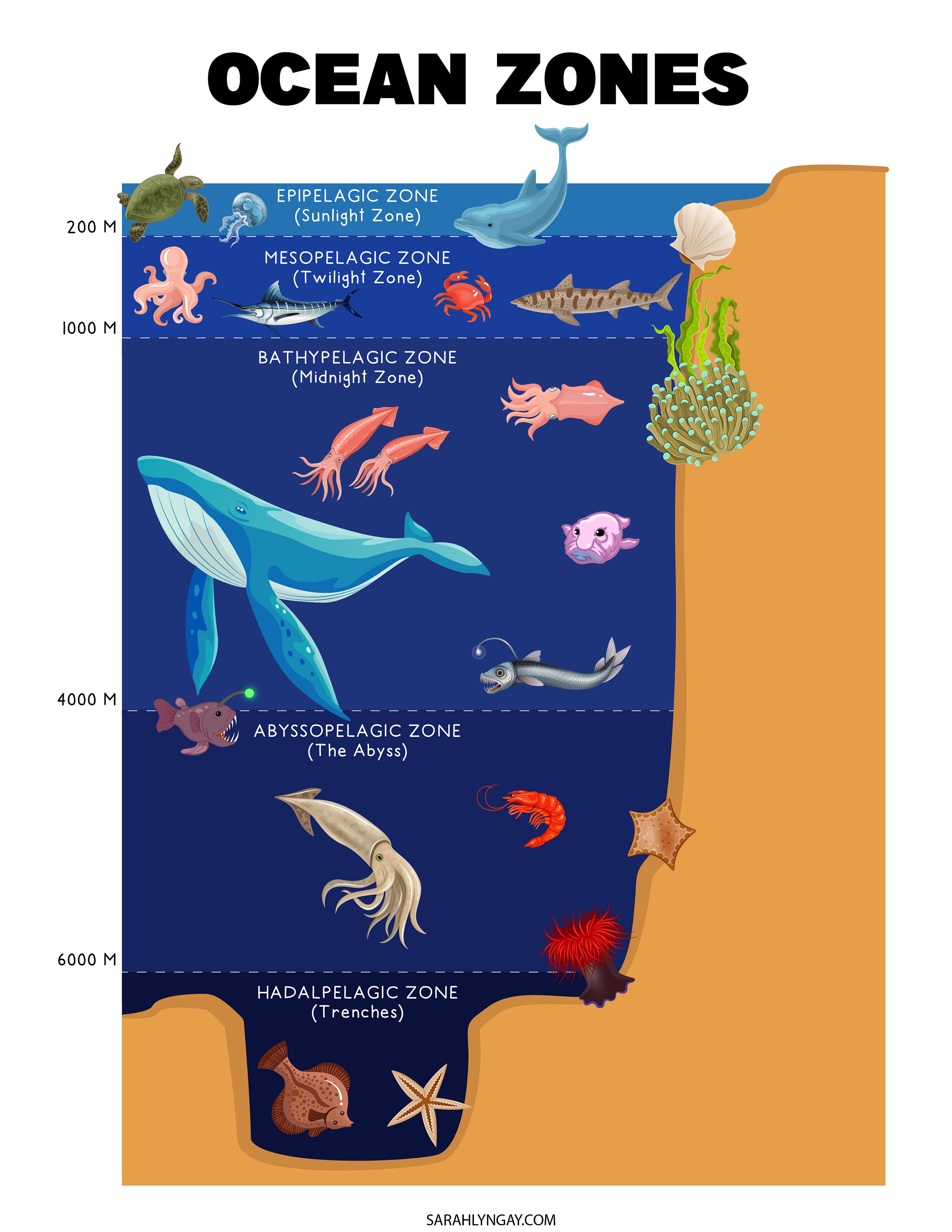 Ocean Printable Set, Digital Download, Printable Download, STEM, Stem ...
