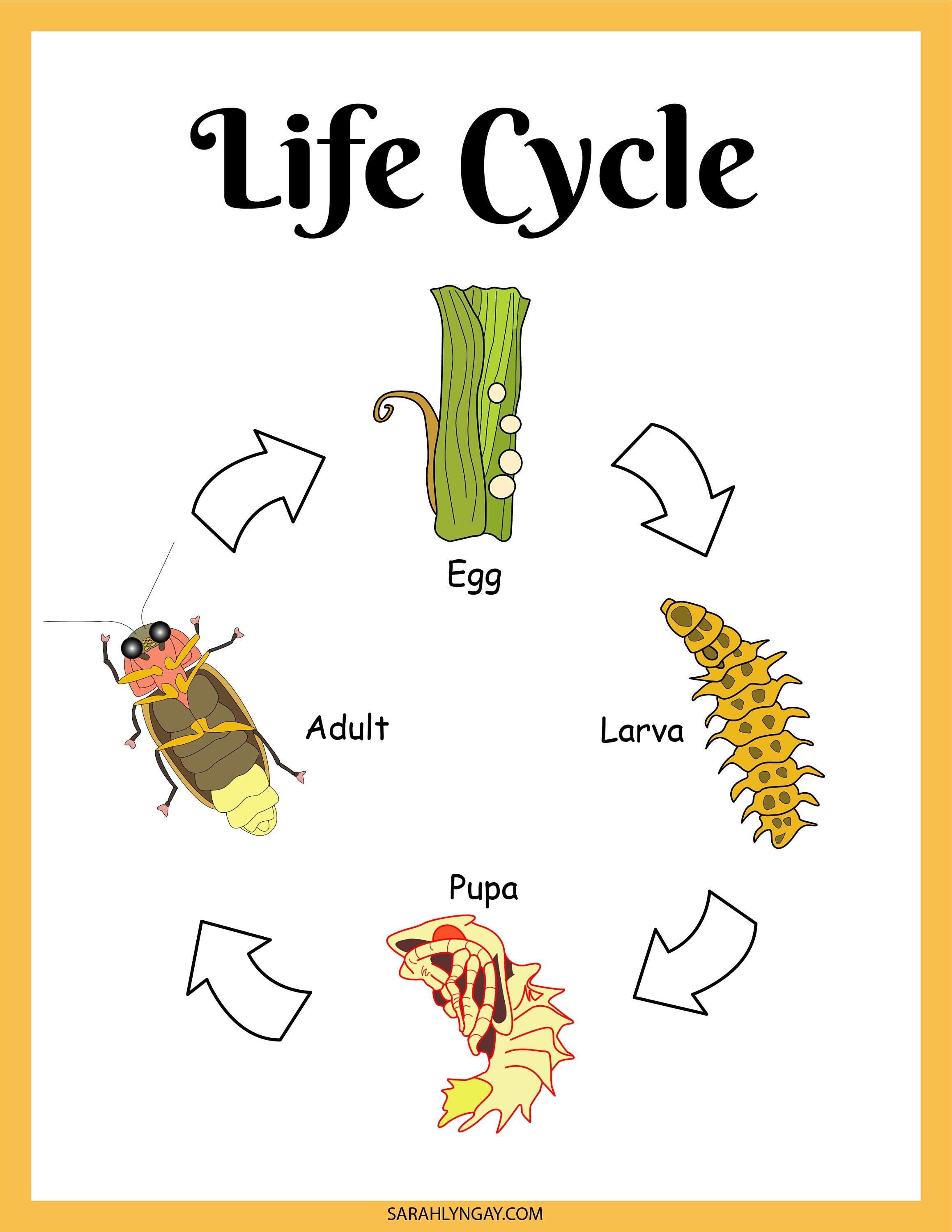 Firefly Life Cycle Clip Art Bundle Color And B W Edu Clips Lupon gov ph firefly-life-cycle-clip-art-bundle-color-and-b-w-edu-clips-lupon-gov-ph