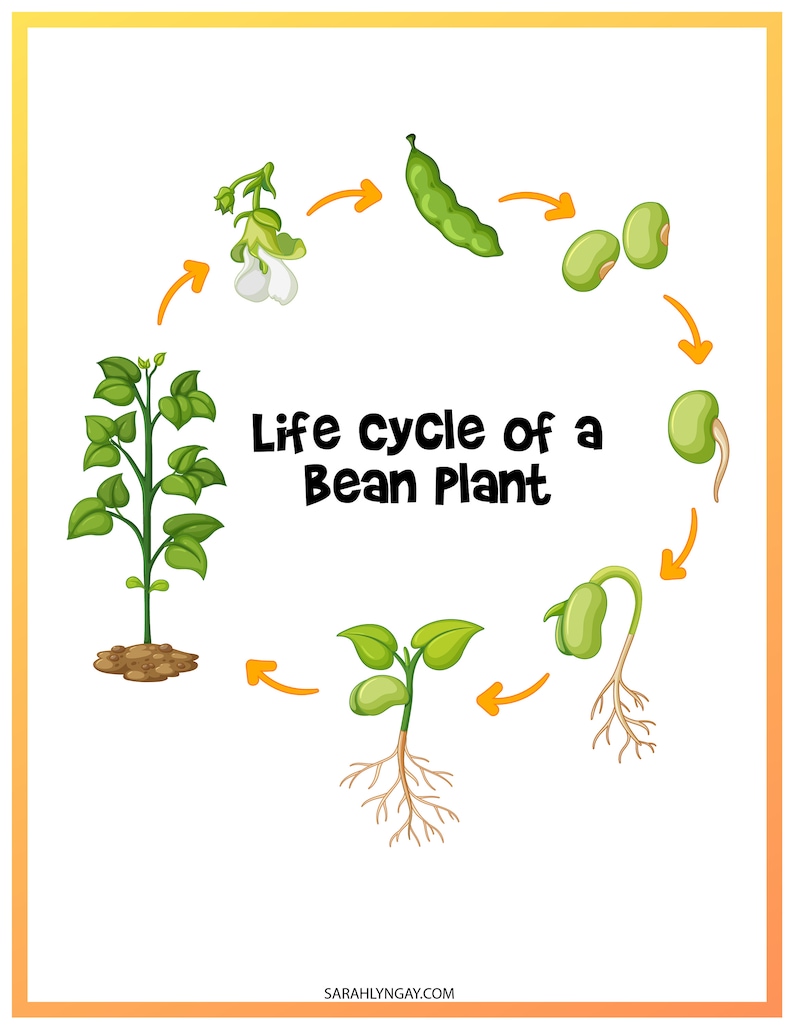 Life Cycle of A Bean Bean Life Cycle Instant Download STEM Etsy