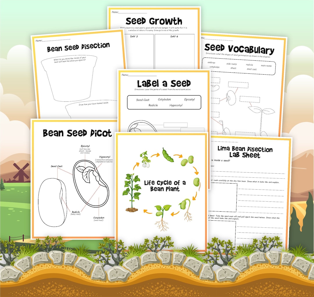Life Cycle of A Bean, Bean Life Cycle, Instant Download, STEM Workbook