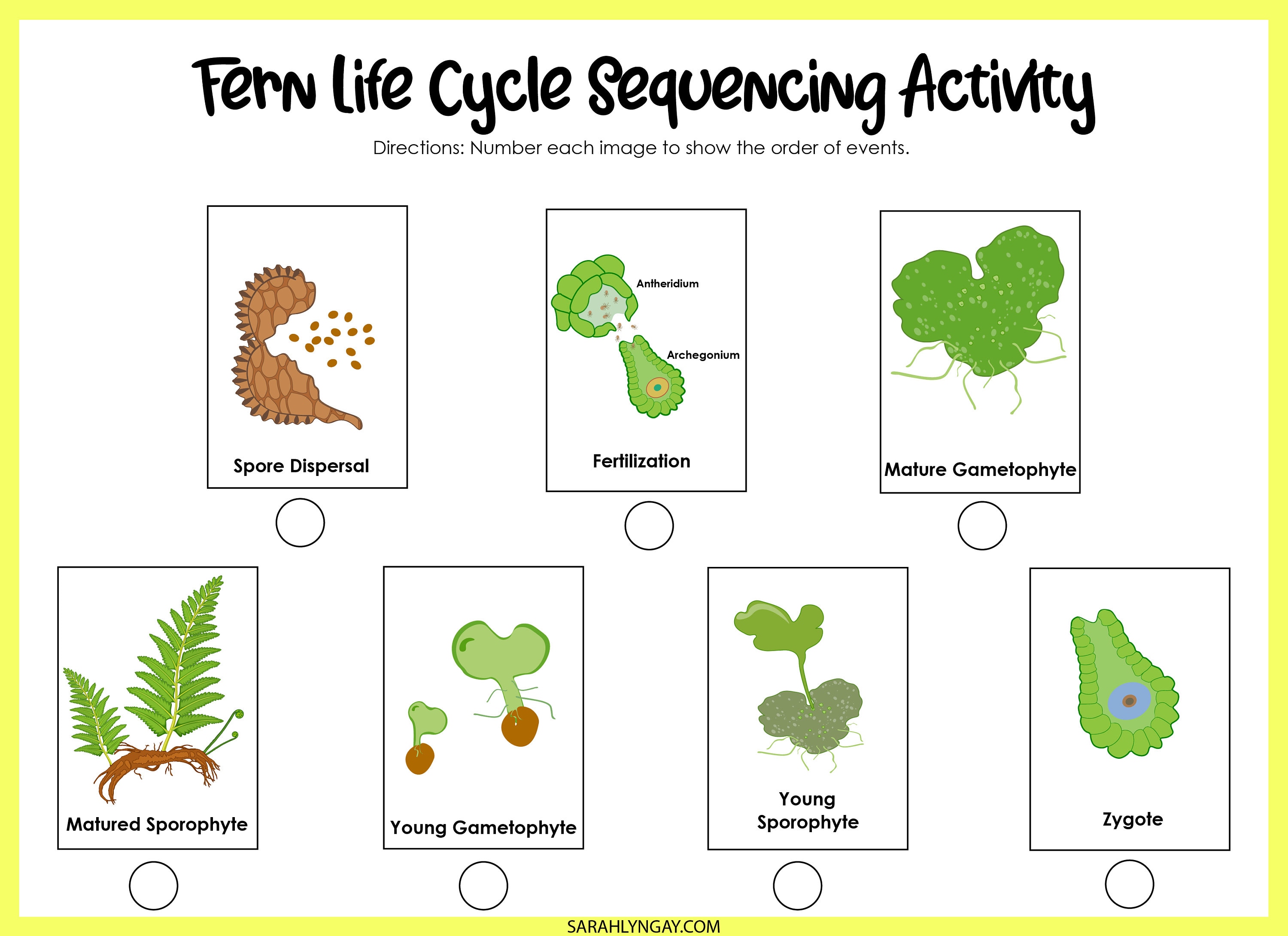 Fern Life Cycle, Ferns, All About Ferns, Instant Download, STEM Workbook, Digital Download, Kids