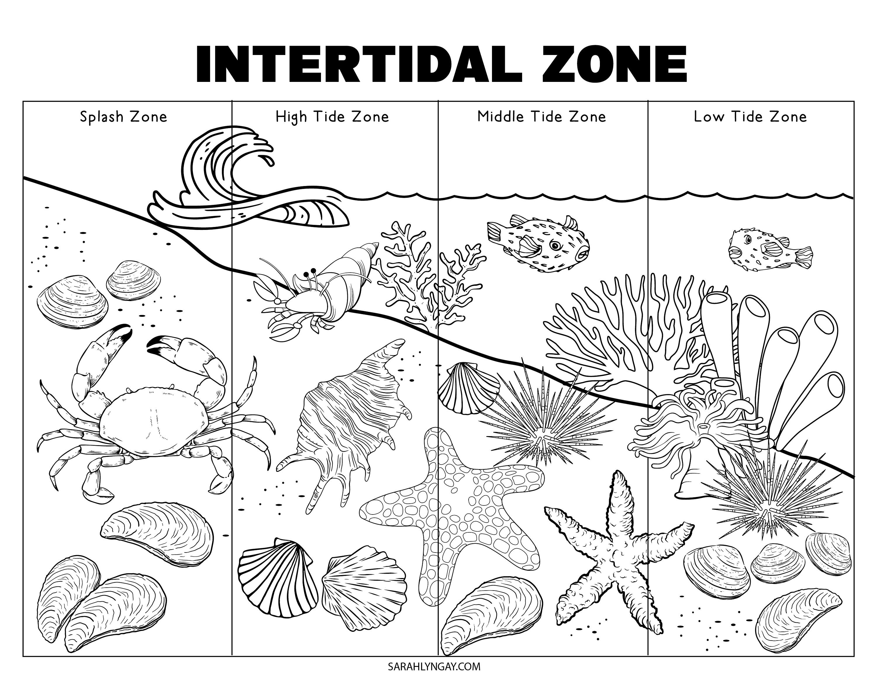 Ocean Printable Set, Digital Download, Printable Download, STEM, Stem ...