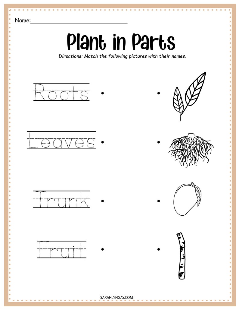 May include: A black and white worksheet with the words "Plant in Parts" and directions to match the following pictures with their names. The worksheet shows four plant parts: roots, leaves, trunk, and fruit. Each plant part is shown with a corresponding image.