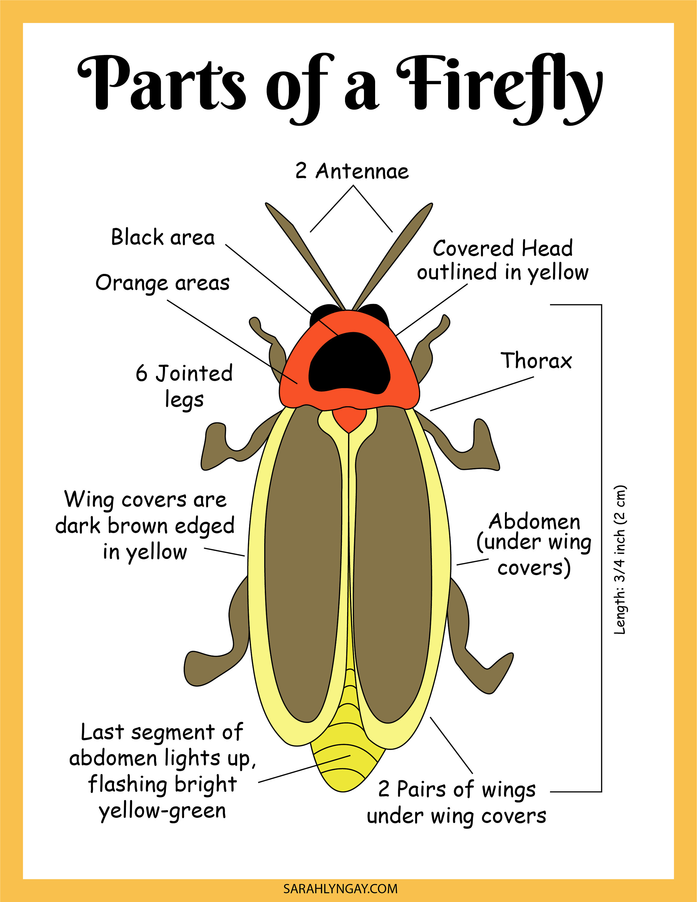 Firefly Lifecycle Activity Set, Fireflies, Digital Download, Instant