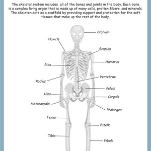 Puede incluir: Un diagrama etiquetado del sistema esquel&eacute;tico humano. Los huesos se muestran en gris y las etiquetas en texto negro. Los huesos incluyen el cr&aacute;neo, la clav&iacute;cula, la esc&aacute;pula, el h&uacute;mero, las costillas, el radio, el c&uacute;bito, los metacarpos, las falanges, las v&eacute;rtebras, la pelvis, los huesos del carpo, el f&eacute;mur, la r&oacute;tula, la tibia, los huesos del tarso, la f&iacute;bula y los metatarsos.