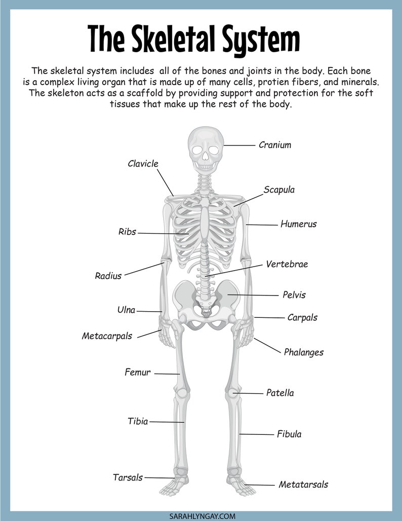 Puede incluir: Un diagrama etiquetado del sistema esquel&eacute;tico humano. Los huesos se muestran en gris y las etiquetas en texto negro. Los huesos incluyen el cr&aacute;neo, la clav&iacute;cula, la esc&aacute;pula, el h&uacute;mero, las costillas, el radio, el c&uacute;bito, los metacarpos, las falanges, las v&eacute;rtebras, la pelvis, los huesos del carpo, el f&eacute;mur, la r&oacute;tula, la tibia, los huesos del tarso, la f&iacute;bula y los metatarsos.