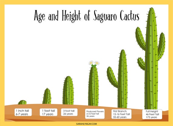 Cactus, Cactus Saguaro, descarga instantánea, libro de trabajo