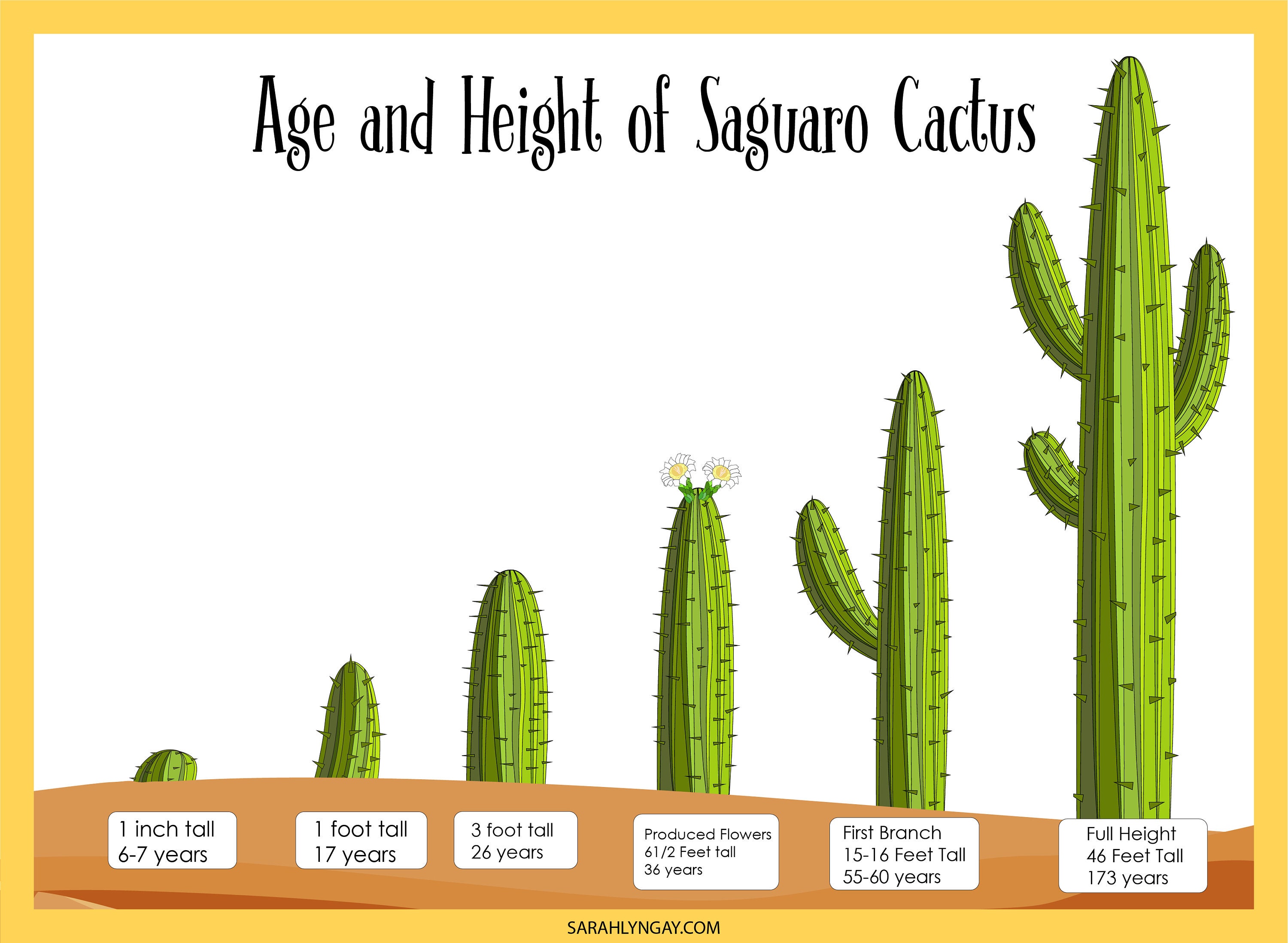 Cactus, Saguaro Cactus, Instant Download, STEM Workbook, Digital Download,  Kids Workbook, STEM -  Hong Kong