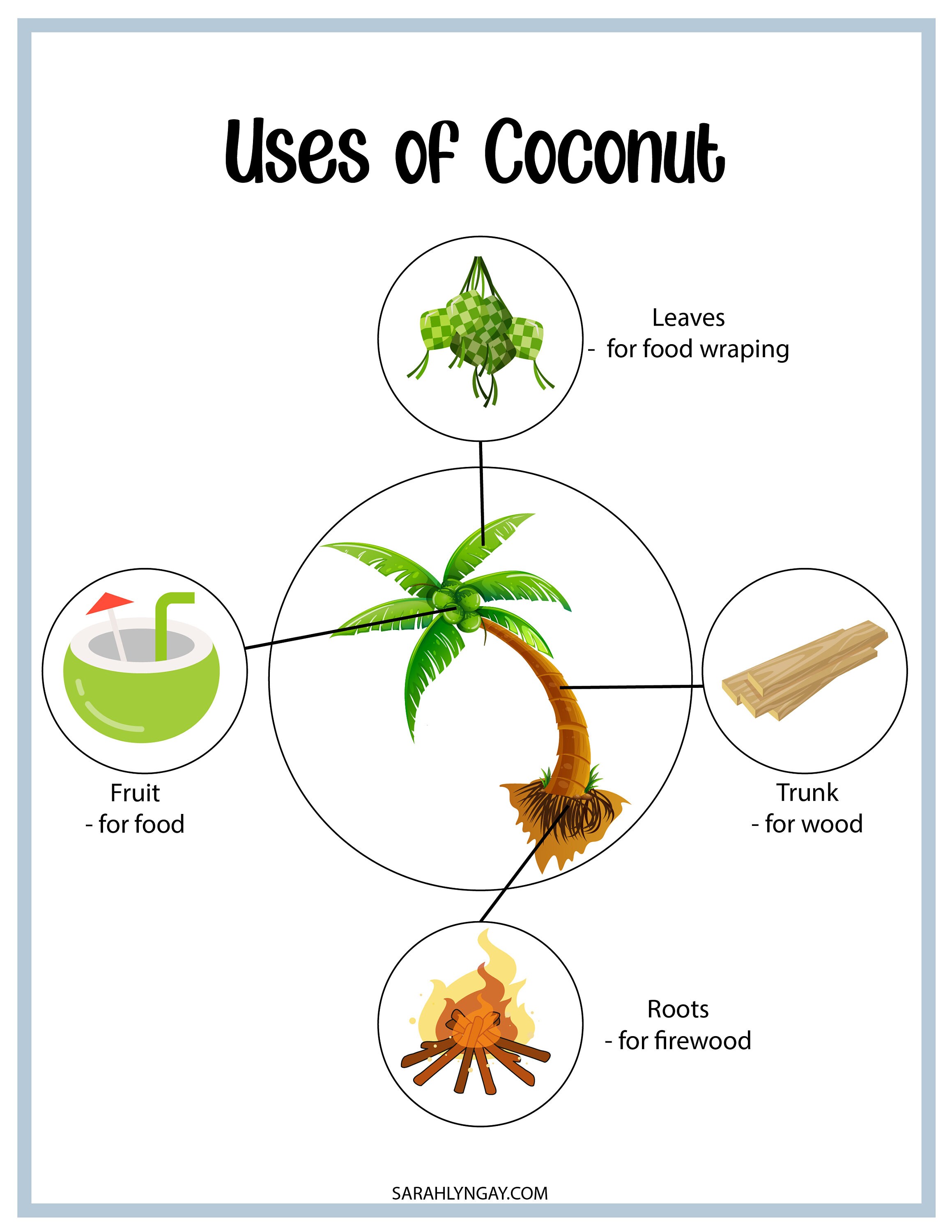 Coconut Tree, Coconut Tree Life Cycle, Instant Download, STEM Workbook