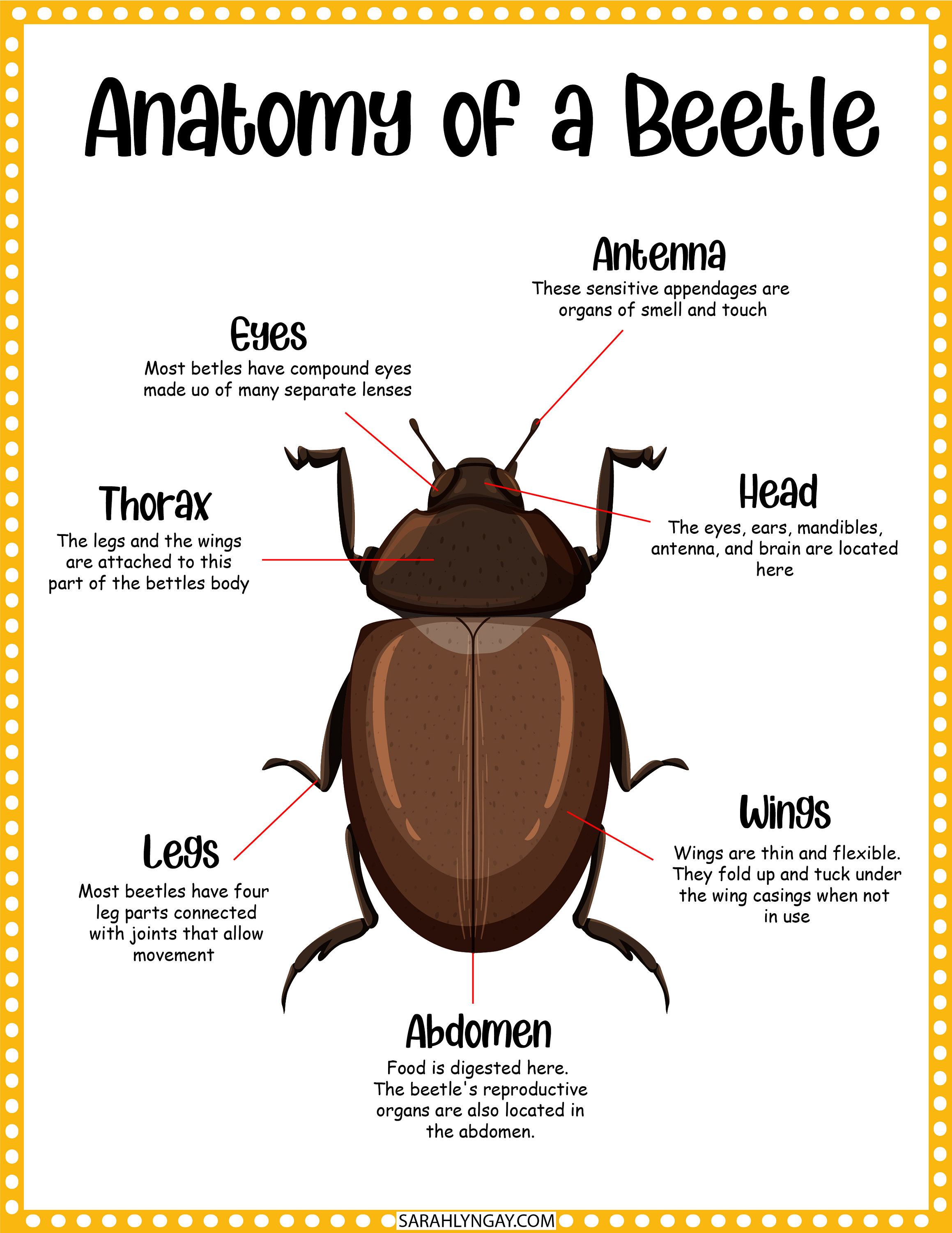 Life Cycle of a Beetle, Instant Download, STEM Workbook, Digital ...