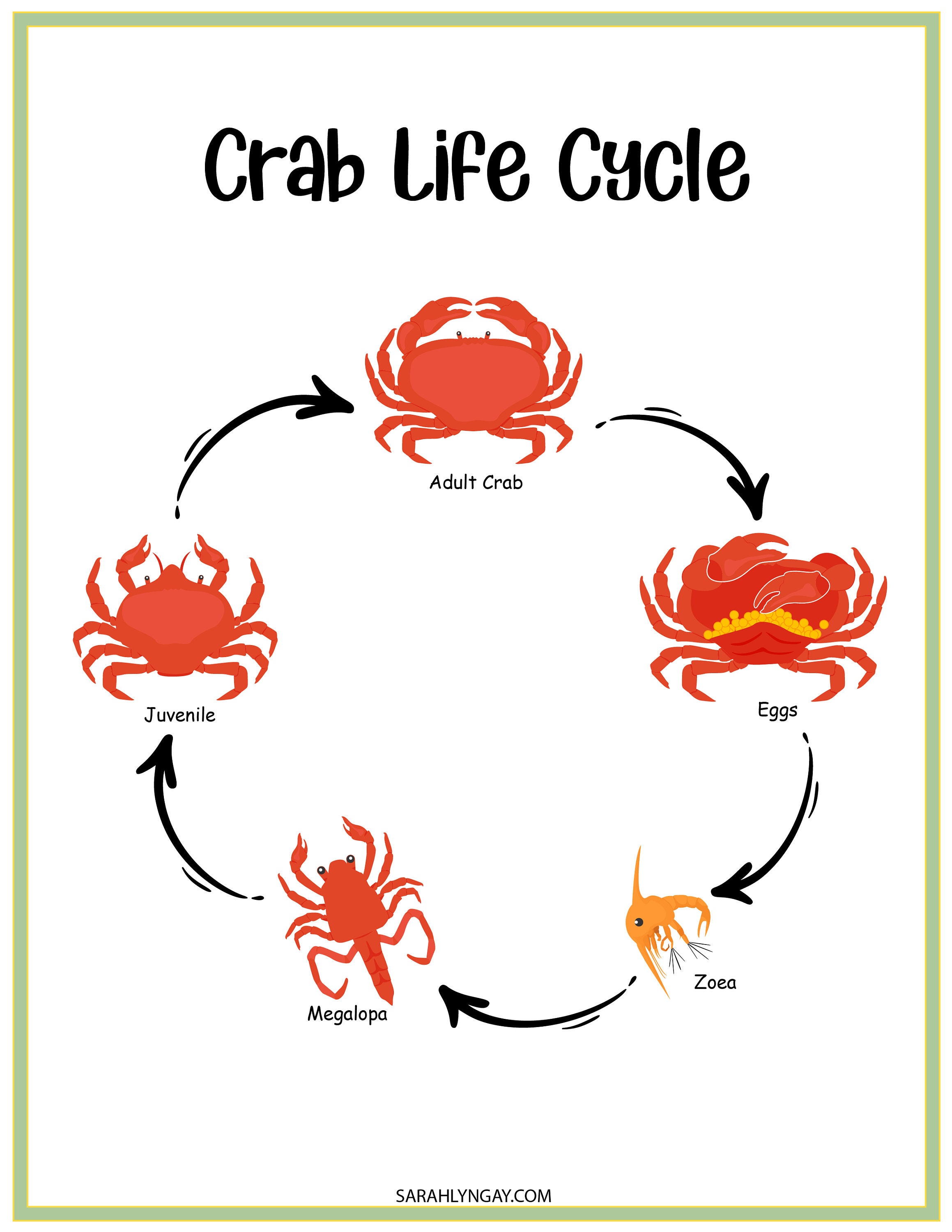 Crab Life Cycle, Crabs, All About Crabs, Instant Download, STEM