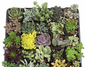 Soft Succulent Tray - 2in Containers - 25 Varieties (25)