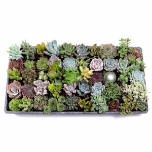 MCG Ultimate Succulent Sampler™ Tray - 2in Containers - 50 Varieties (50)