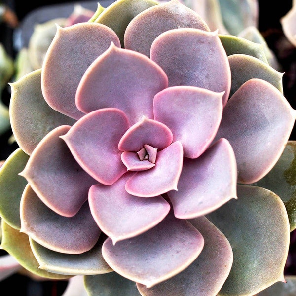 Echeveria 'Perle von Nurnberg'