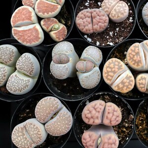 Lithops - Living Stones [limited]