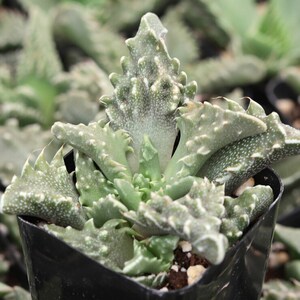 Faucaria tuberculosa [limited]