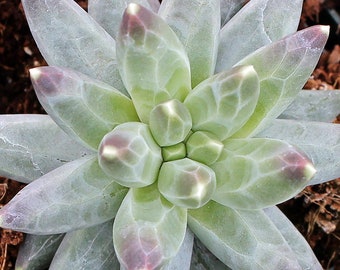 Pachyphytum Compactum 'little Jewel' in 4 Inch Pots - Etsy