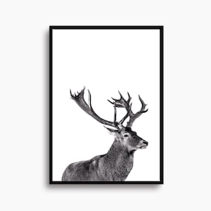 Wildlife Wall Art Stag with Grand Antlers Poster Animal Fine Art Nature Wall Decor Wildlife Safari Theme Art Travel, Shipped In A Tube