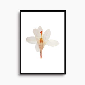 Open Edition Wall Art White Flower Poster Minimalistic Botanical Home Decor For Nature House Fine Art Giclee Print Serene Garden Decor
