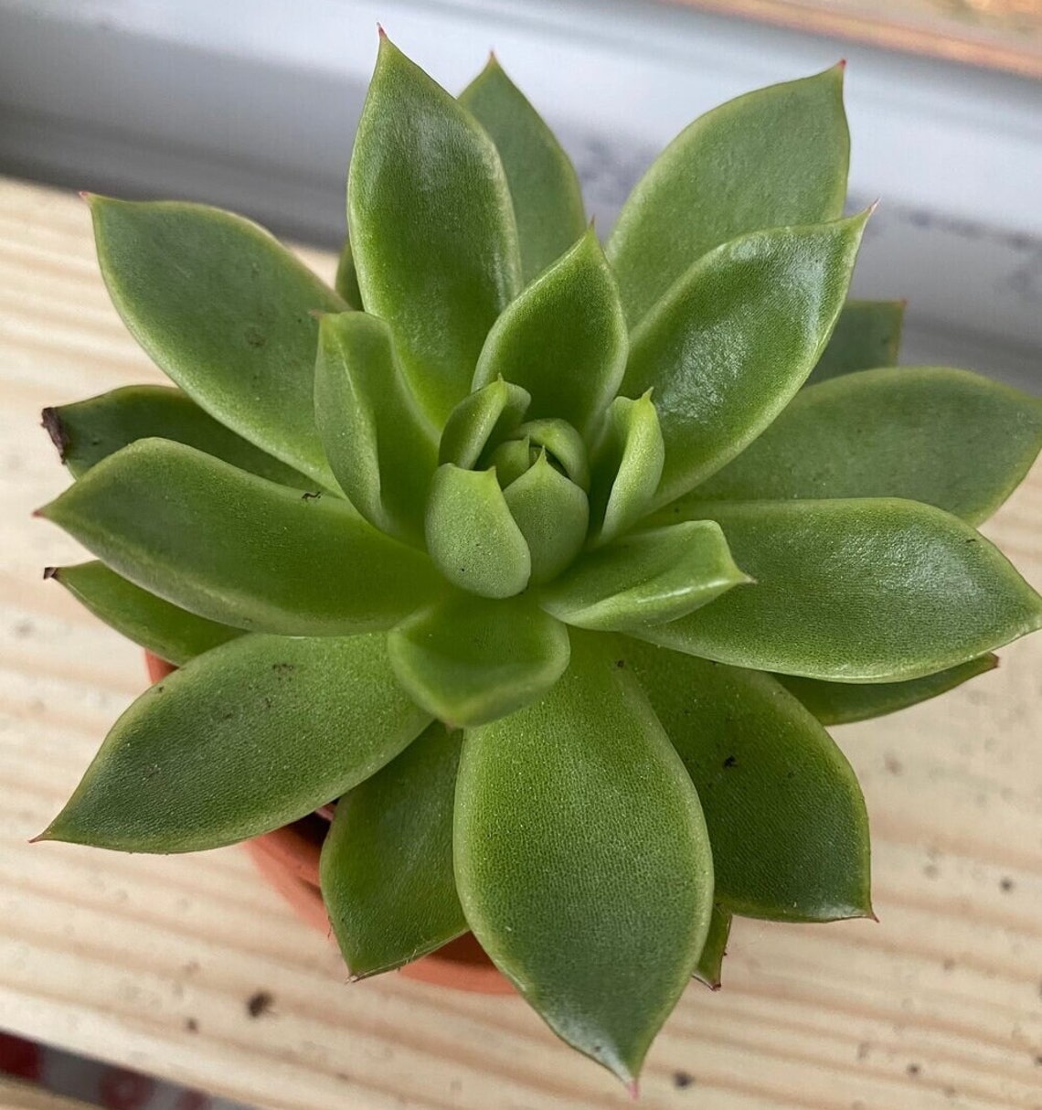 Lipstick Echeveria 2 Inch Pot Etsy