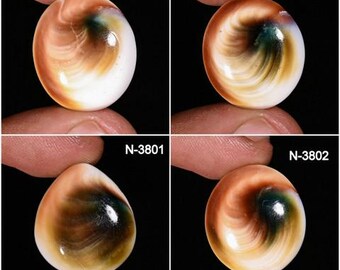 Polished Shiva Eye Cabochons – Loose Shell Gemstone for Jewelry Making
