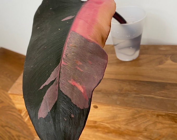 Philodendron Pink Princess Cutting Etsy
