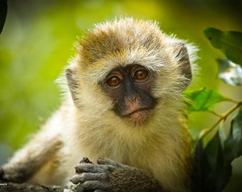 Cute Vervet Monkey, Wildlife Photography, Animal Photo Print, Nature Wall Art, Kenya, Africa Canvas Print