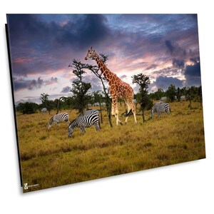 Masai Giraffe & Zebras, Wildlife Photography, Animal Photo Print, Nature Wall Art, Ole Pejata Conservancy, Kenya Safari, Africa Canvas Print
