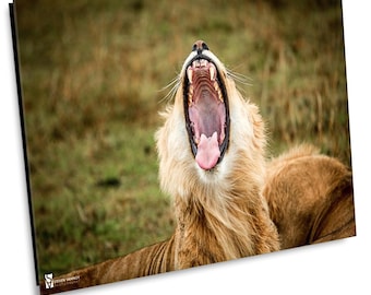 Yawning Lion Photography Print, Wildlife Animal Wall Art, Kenya