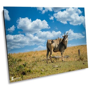 Eland in den Steppen von Afrika, Wildtier-Fotografie, Tierfotodruck, Naturwandkunst, Masai Mara, Kenia Leinwanddruck