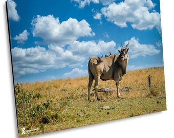Common Eland Photo Print, African Wildlife, Masai Mara Canvas Art