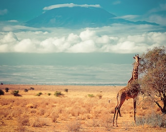 Masai Giraffe and Mount Kilimanjaro, Wildlife Photography, Animal Photo Print, Nature Wall Art, Amboseli National Park, Kenya Canvas Print