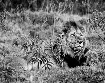 The Lion King, Male Lion, Wildlife Photography, Black and White Animal Photo Print, Nature Wall Art, Lake Nakuru, Kenya Canvas Print