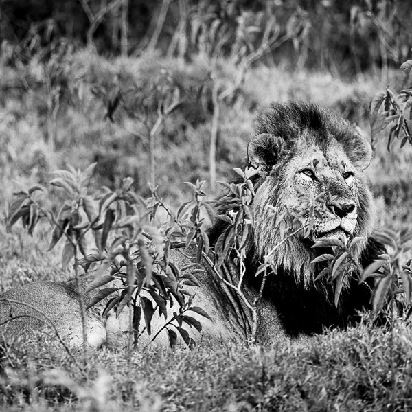 The Lion King, Male Lion, Wildlife Photography, Black and White Animal Photo Print, Nature Wall Art, Lake Nakuru, Kenya Canvas Print