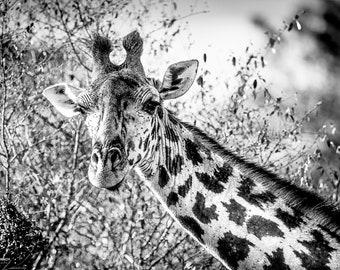 Giraffe, Wildlife Photography, Ol Pejeta Conservancy, Animal Photo Print, Nature Wall Art, Kenya, Africa Canvas Print