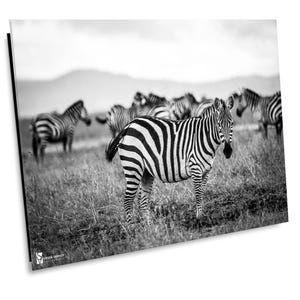 African Zebra, Serengeti National Park, Wildlife Photography, Animal Photo Print, Nature Wall Art, Kenya, Africa Canvas Print, Safari Photo