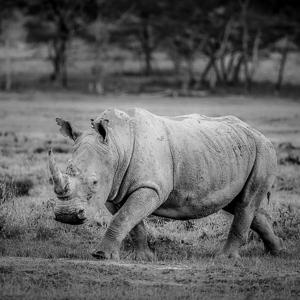 White Rhinoceros in the Maasai Mara Reserve, Wildlife Photography, B&W Animal Photo Print, Nature Wall Art, Kenya, Africa Canvas Print