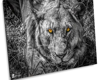 Serengeti Lion, Black and White Wildlife Photography, Nature Wall Art