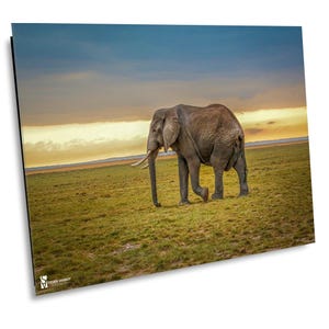 African Bull Elephant, Wildlife Photography, Animal Photo Print, Nature Wall Art, Amboseli National Park, Kenya, Canvas Print