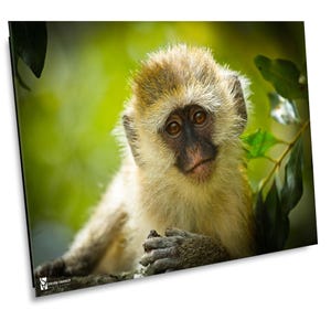 Cute Vervet Monkey, Wildlife Photography, Animal Photo Print, Nature Wall Art, Kenya, Africa Canvas Print