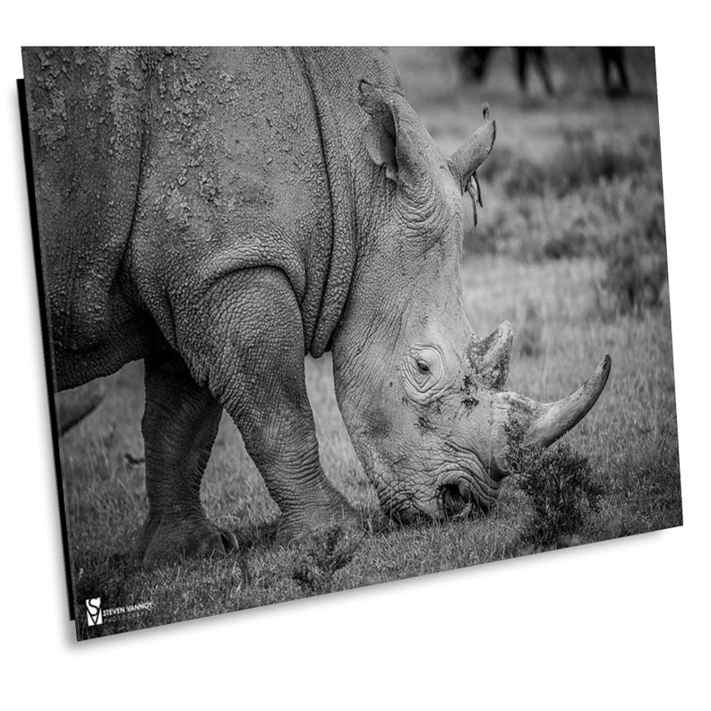 May include: A black and white photograph of a rhinoceros grazing in a field. The rhinoceros is facing the camera and its head is lowered to the ground. The rhinoceros is covered in dirt and mud.